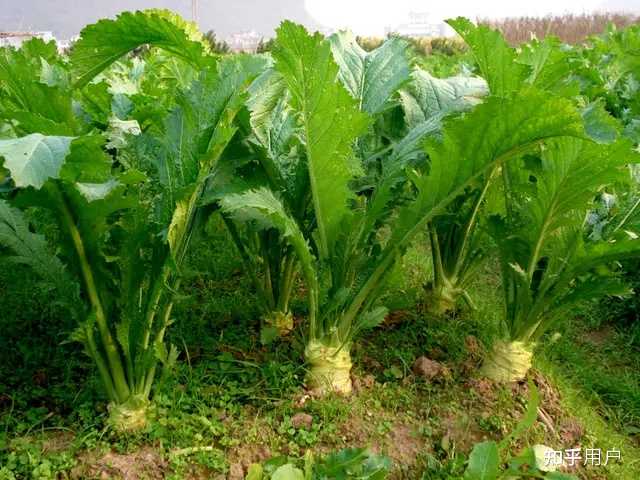 菜心冬季可以种植吗_冬天菜心怎么种植技术_冬季菜心栽培技术要领