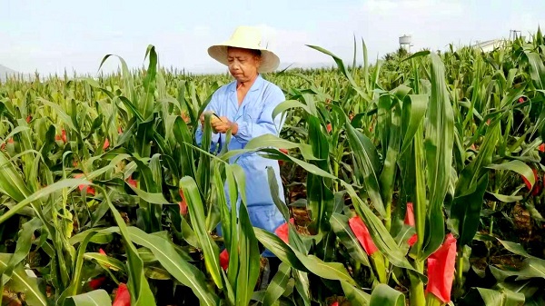 鲜食玉米种植成本明细_致富玉米鲜种植食品有哪些_种植鲜食玉米致富