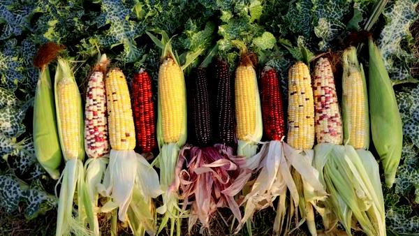 种植鲜食玉米致富_致富玉米鲜种植食品有哪些_鲜食玉米种植成本明细