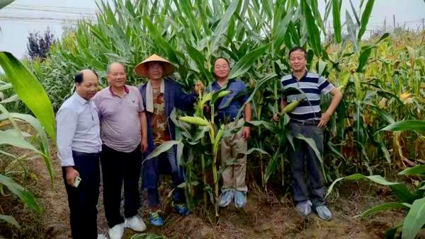 致富玉米鲜种植食品有哪些_鲜食玉米种植成本明细_种植鲜食玉米致富