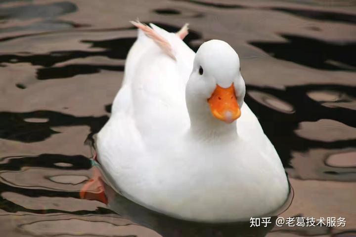 鸳鸯鸭的养殖_鸭鸳鸯养殖技术大全_鸳鸯鸭怎么养殖技术