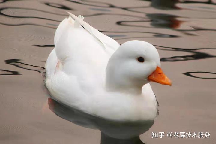 鸭鸳鸯养殖技术大全_鸳鸯鸭怎么养殖技术_鸳鸯鸭的养殖