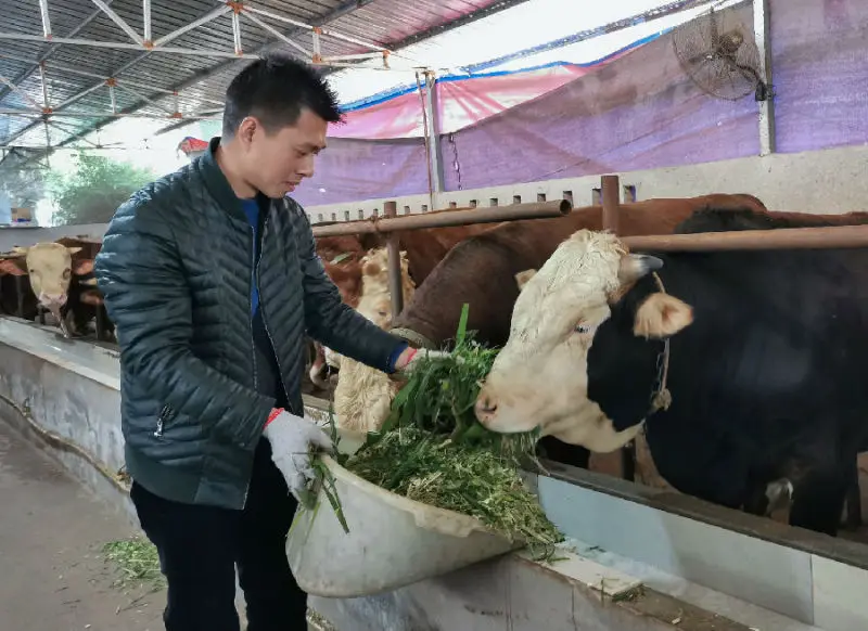 赵小波在喂牛 （陈雨 摄）