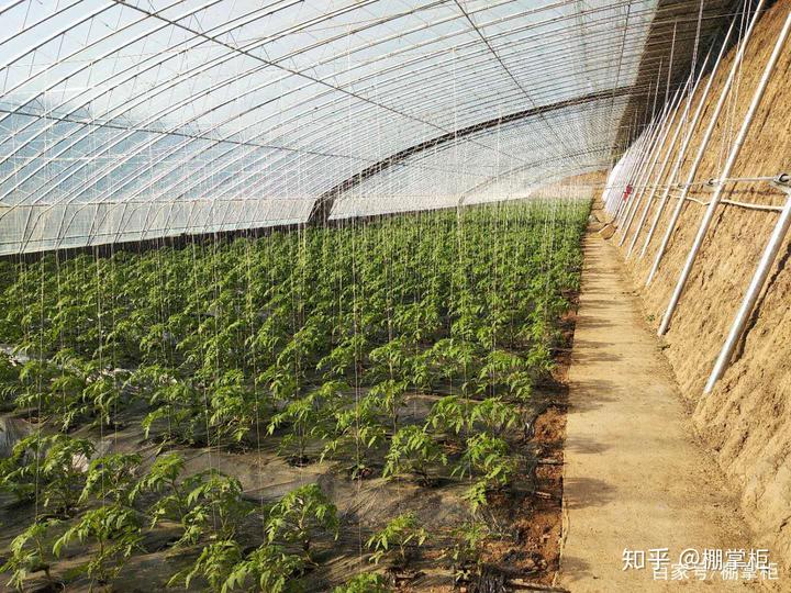 冬季菜心栽培技术要领_冬天菜心怎么种植技术_冬种植菜心技术天天浇水吗