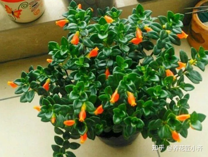 致富经金鱼养殖视频_视频致富金鱼养殖_室内养殖金鱼致富视频