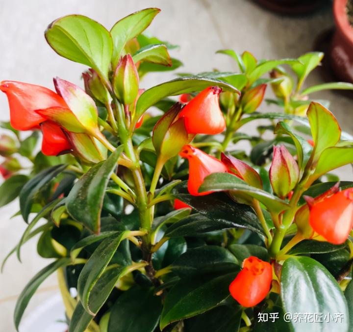 致富经金鱼养殖视频_视频致富金鱼养殖_室内养殖金鱼致富视频