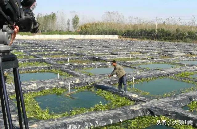 泥鳅养殖技术指导_养殖泥鳅指导技术有哪些_养殖泥鳅视频全过程