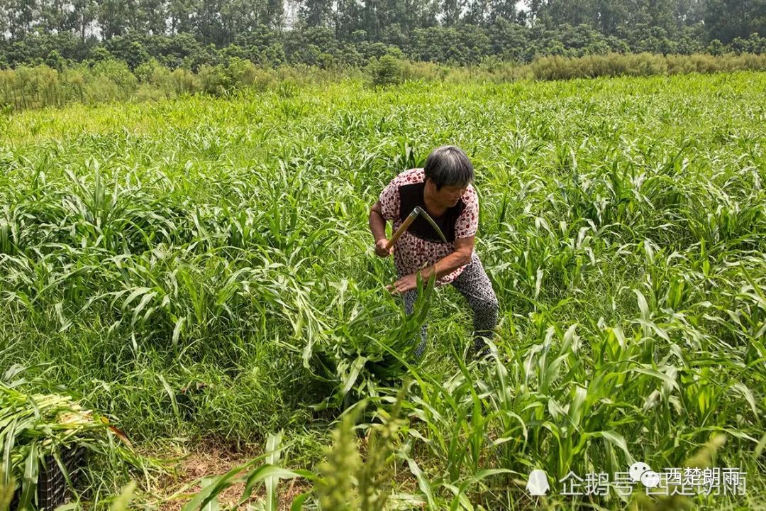 养殖蝗虫的视频_视频养殖蝗虫技术教程_蝗虫养殖技术视频