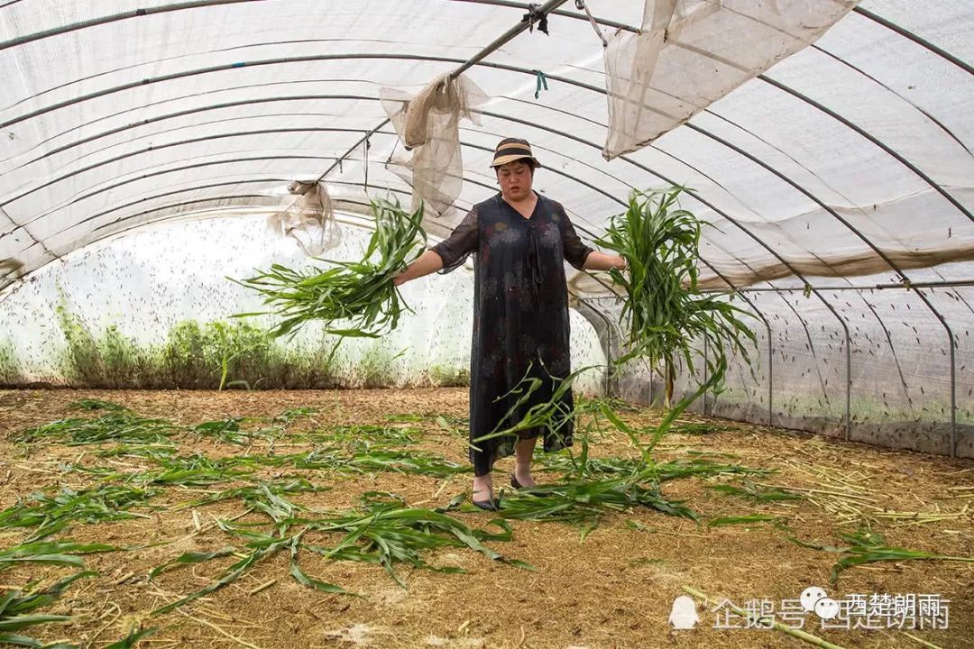 养殖蝗虫的视频_视频养殖蝗虫技术教程_蝗虫养殖技术视频