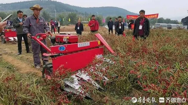 辣椒生产全程机械化！全国农技专家田间地头“拍拍拍”