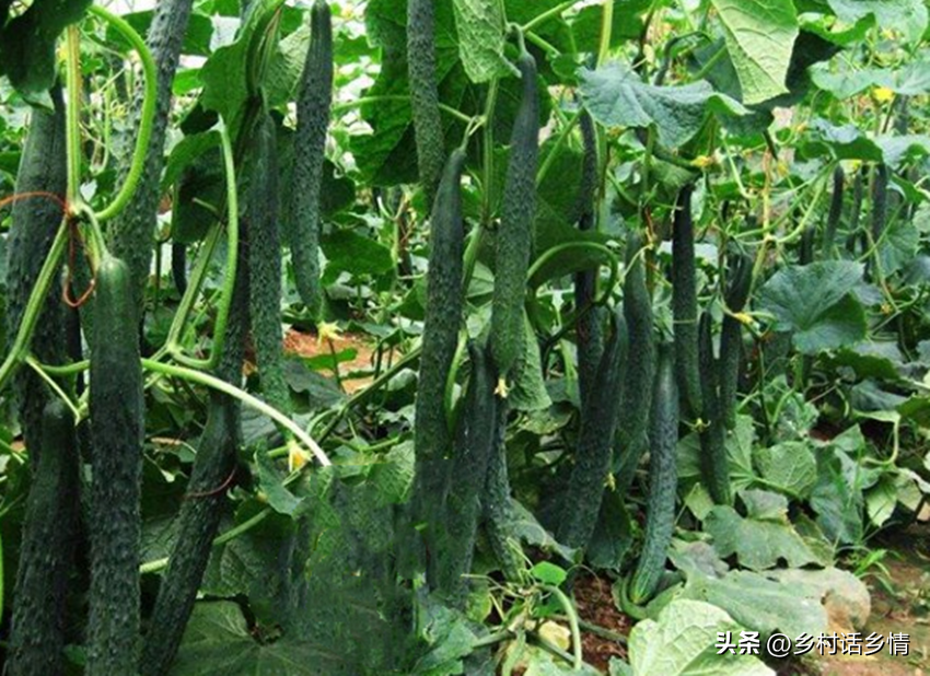 番茄菌核病及其防治_em菌种植番茄技术_菌根提高番茄抗性