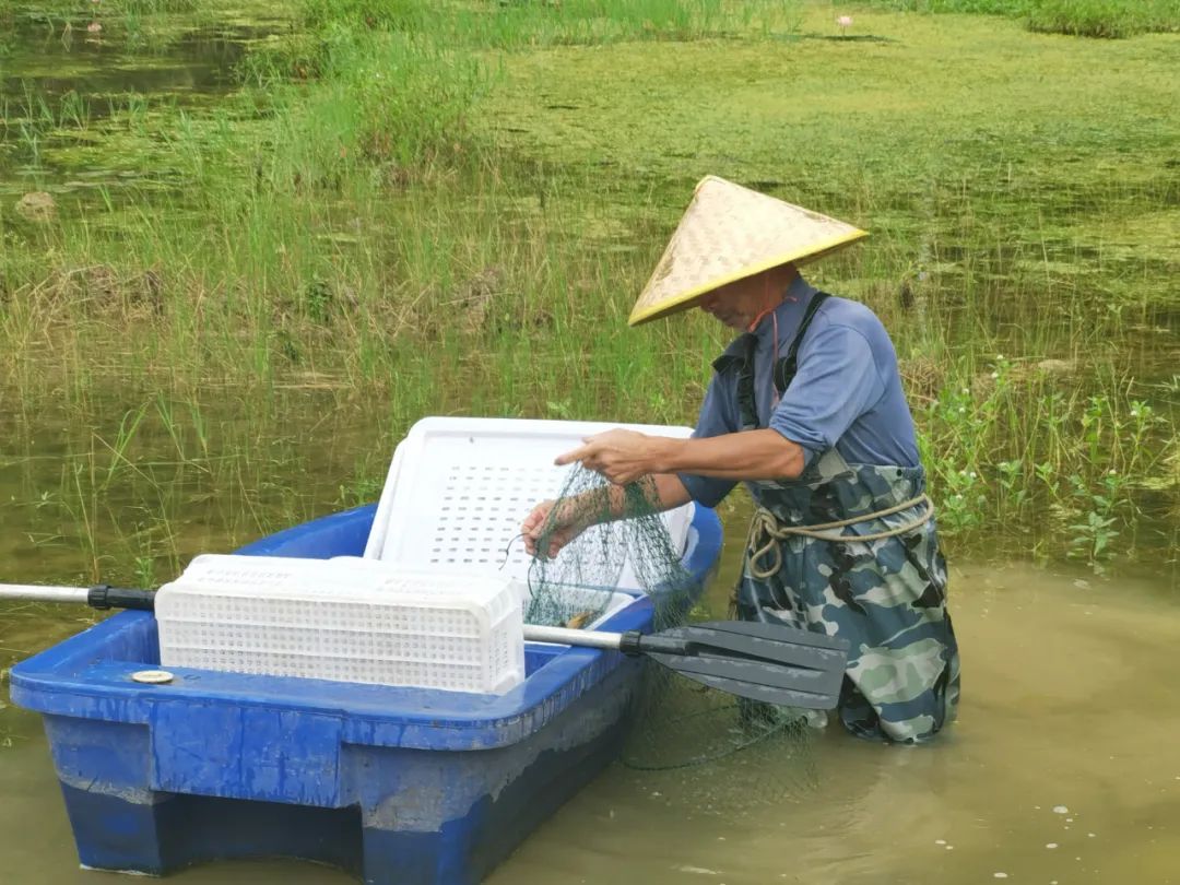 龙虾致富经_小龙虾致富_致富经1000对龙虾