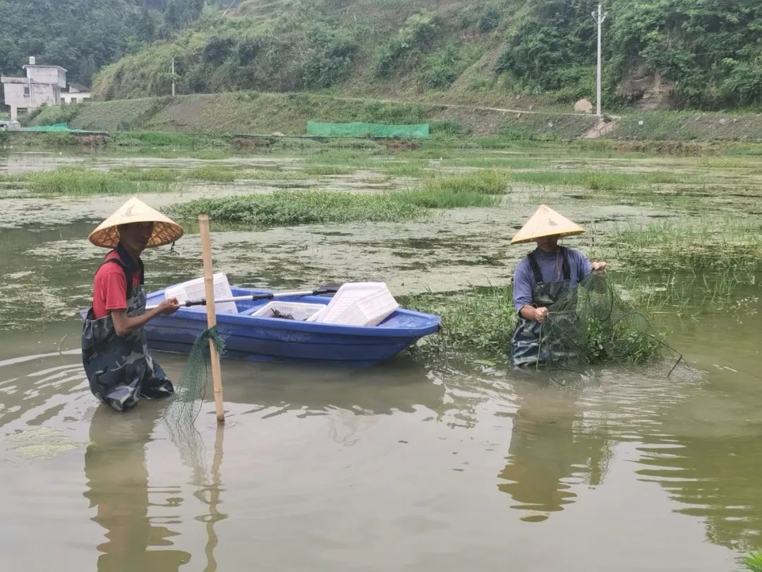 龙虾致富经_致富经1000对龙虾_小龙虾致富