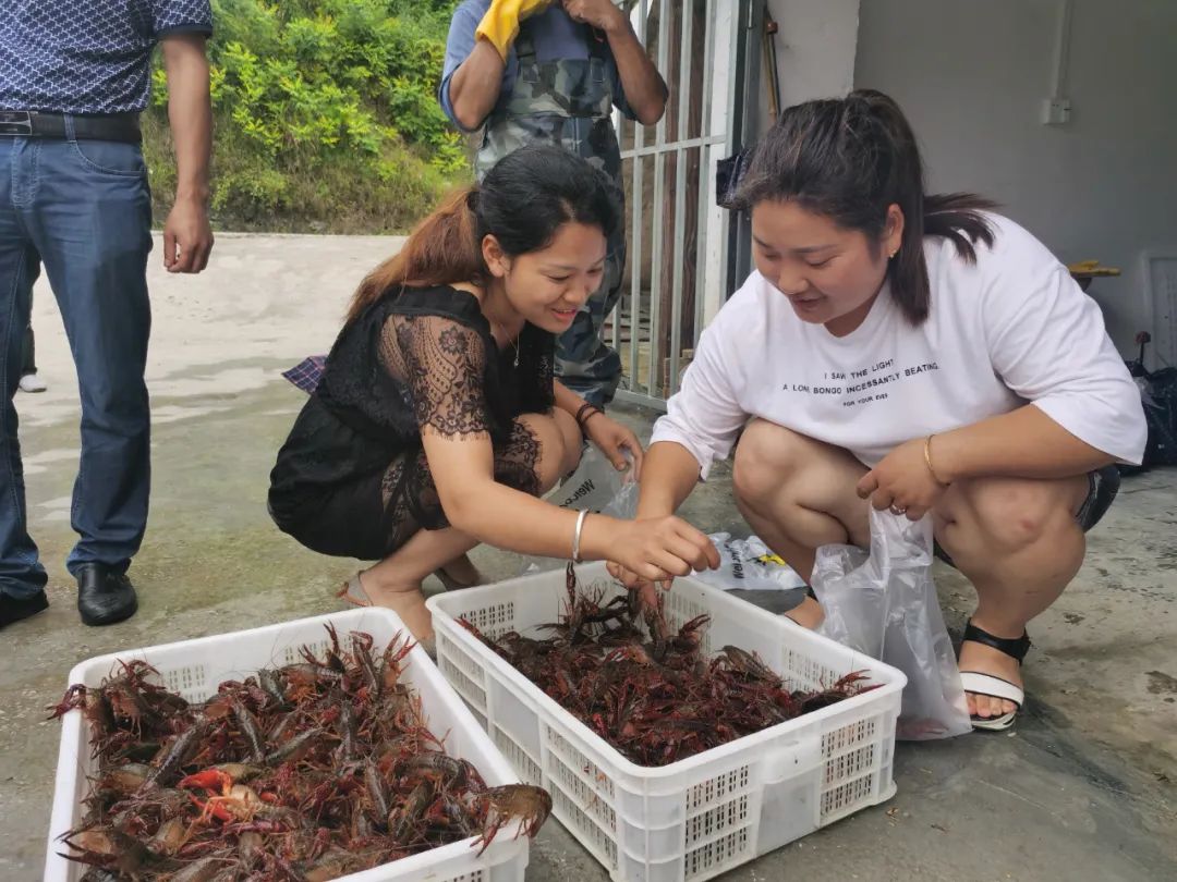 龙虾致富经_小龙虾致富_致富经1000对龙虾