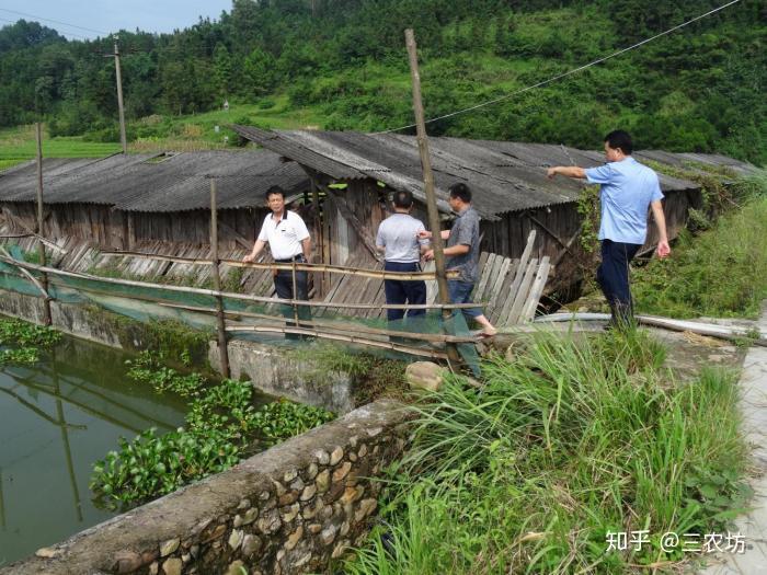 在农村种植紫薯怎么样_种植紫薯赚钱吗_农业农村致富经紫薯