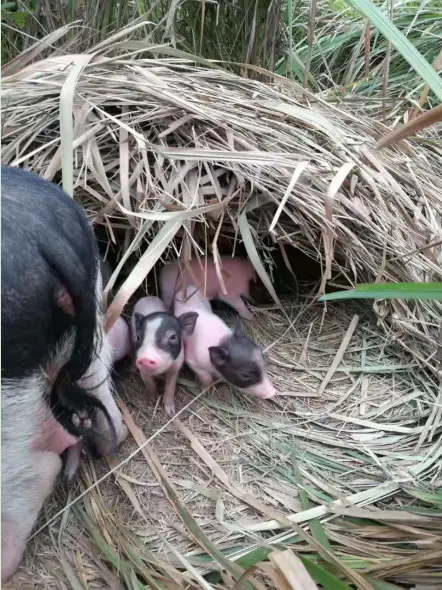 致富经藏香猪养殖视频_藏香猪养殖视频致富经_视频致富养殖藏香猪骗局