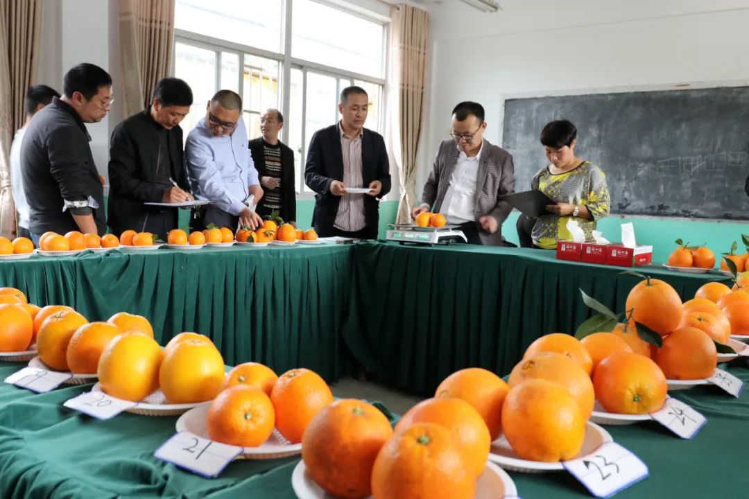 软枣子种植技术_软枣种植技术视频_致富经种软枣