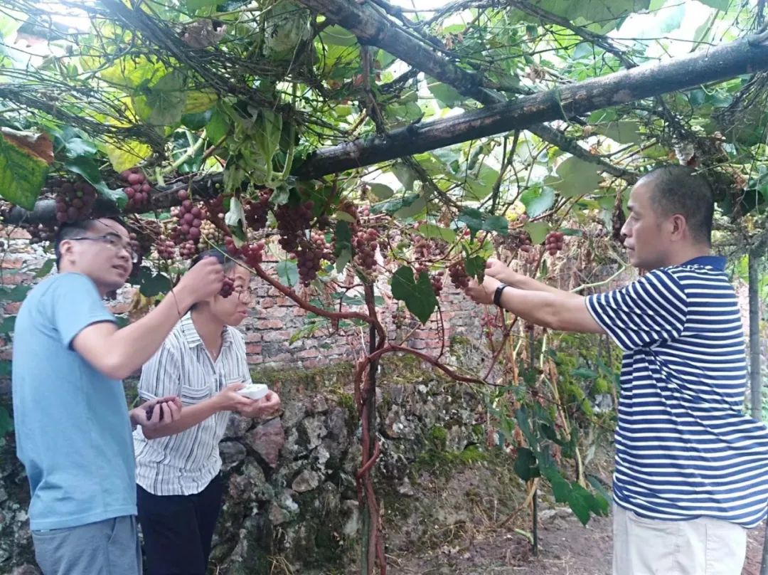 致富经种软枣_软枣种植技术视频_软枣子种植技术