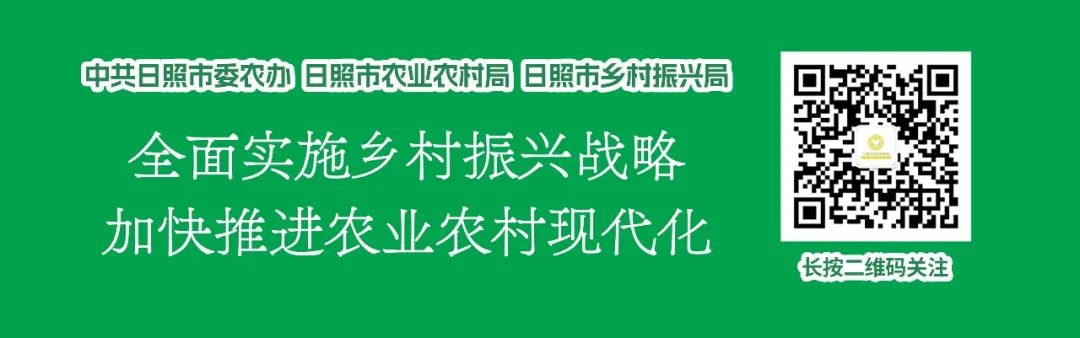 软枣种植技术视频_致富经种软枣_软枣子种植技术