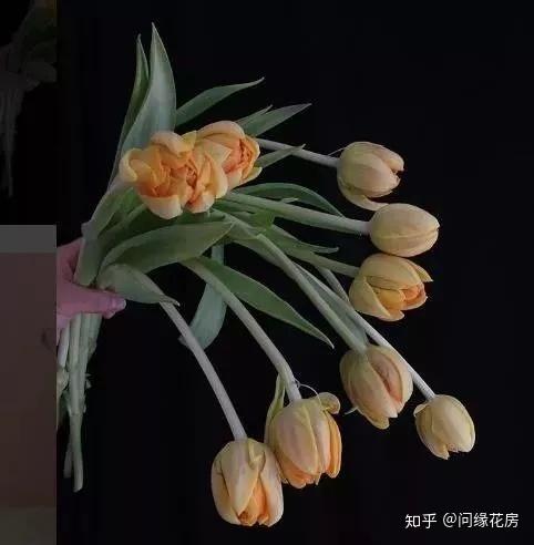 凤仙花养殖技术_养殖凤仙花技术视频_养殖凤仙花技术要求