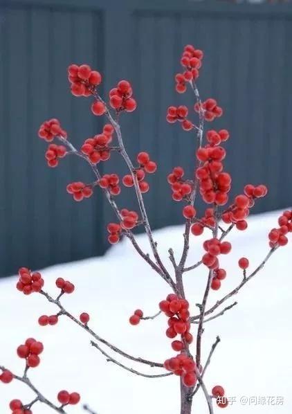 养殖凤仙花技术视频_凤仙花养殖技术_养殖凤仙花技术要求