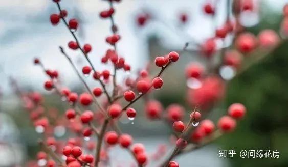 养殖凤仙花技术要求_凤仙花养殖技术_养殖凤仙花技术视频