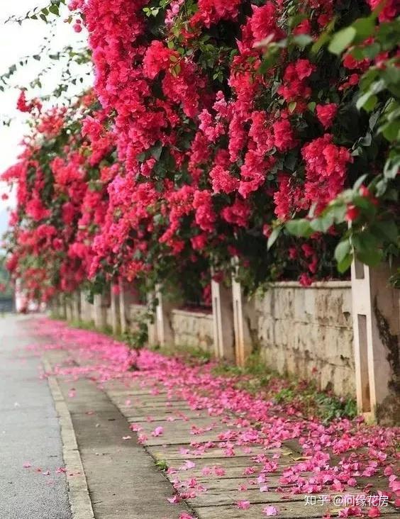 养殖凤仙花技术要求_养殖凤仙花技术视频_凤仙花养殖技术