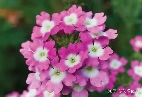 凤仙花养殖技术_养殖凤仙花技术要求_养殖凤仙花技术视频