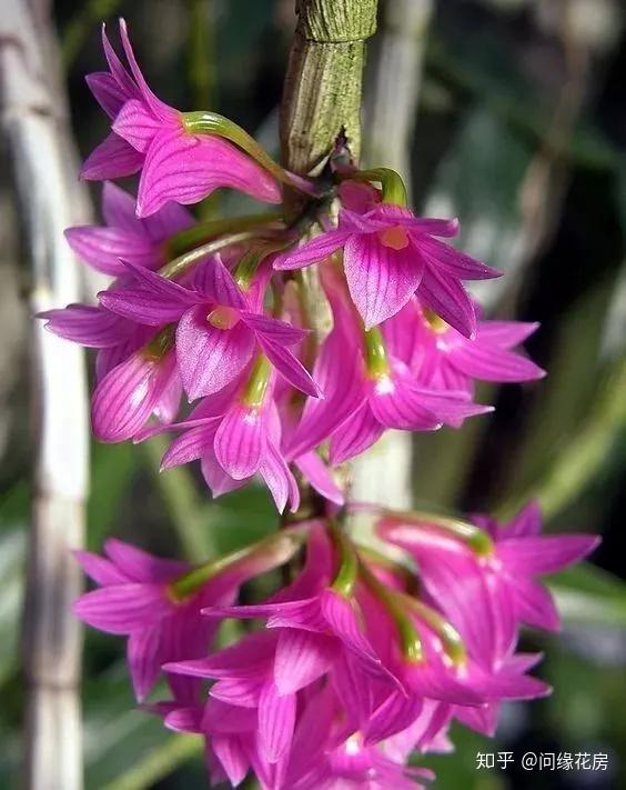 凤仙花养殖技术_养殖凤仙花技术视频_养殖凤仙花技术要求