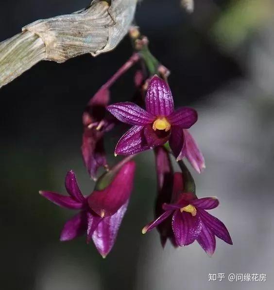 养殖凤仙花技术要求_养殖凤仙花技术视频_凤仙花养殖技术