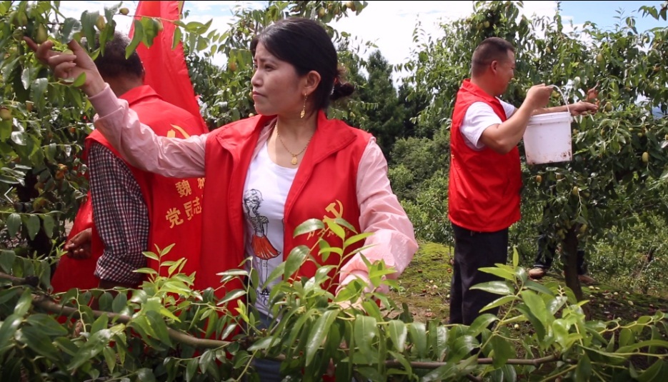 枣树怎么种植致富_种植枣树利润怎样_致富种植枣树图片大全