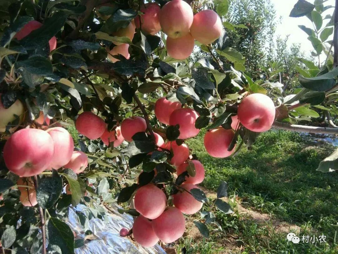 种植蜜源树种致富_种树致富经_致富经种果树