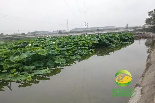 我想了解一下怎样养殖泥鳅_养殖泥鳅方式技术要点_泥鳅的养殖方式和技术