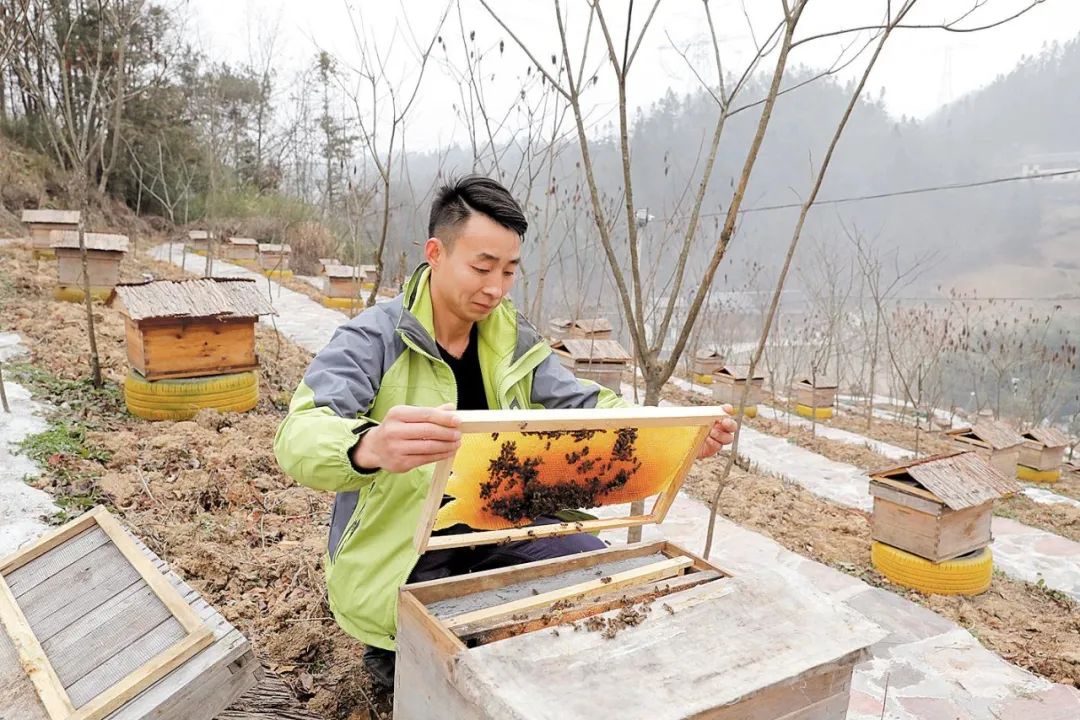 致富果树_种树致富经_种植蜜源树种致富