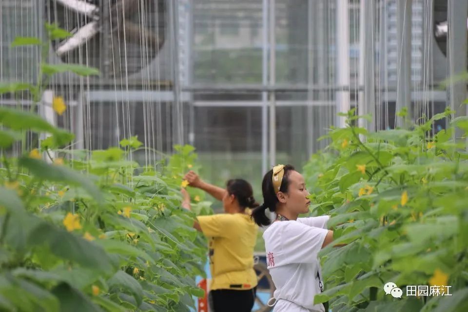 水果黄瓜种植效益_致富黄瓜水果种植技术视频_致富经种植水果黄瓜