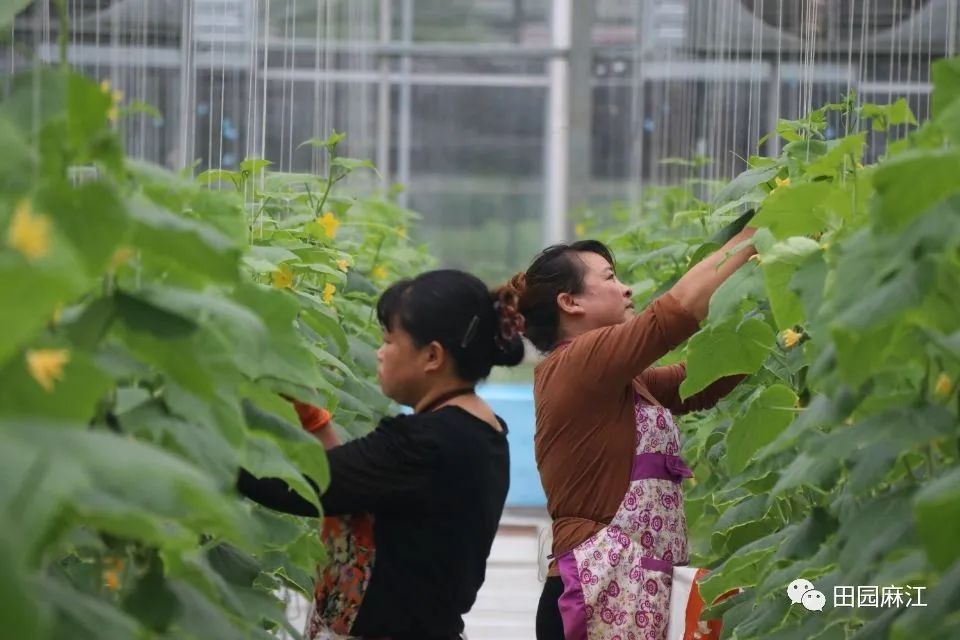 致富经种植水果黄瓜_水果黄瓜种植效益_致富黄瓜水果种植技术视频