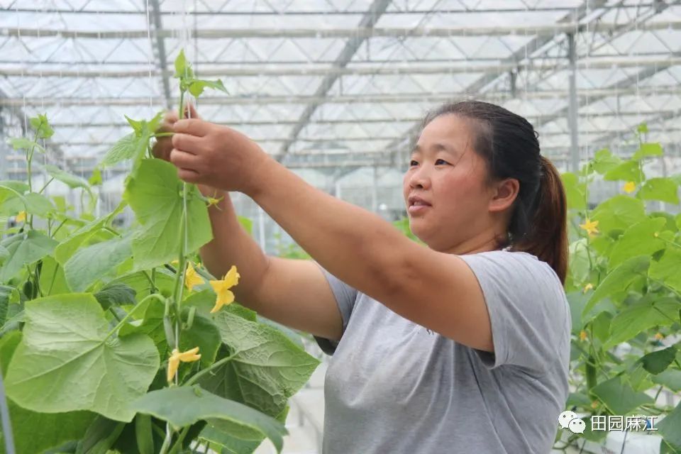 致富经种植水果黄瓜_水果黄瓜种植效益_致富黄瓜水果种植技术视频