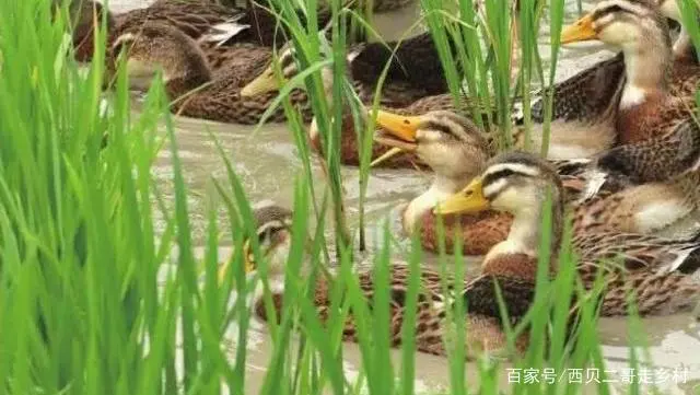 麻鸭养殖技术_麻鸭养殖技术视频_养殖技术麻鸭视频教程