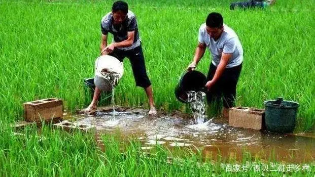 养殖技术麻鸭视频教程_麻鸭养殖技术视频_麻鸭养殖技术