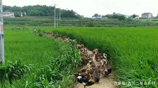 麻鸭养殖技术视频_麻鸭养殖技术_养殖技术麻鸭视频教程