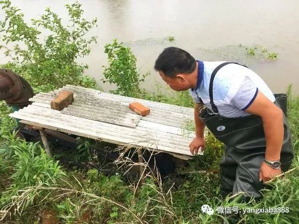 致富经养小龙虾_致富经龙虾养殖技术视频_养龙虾的致富经