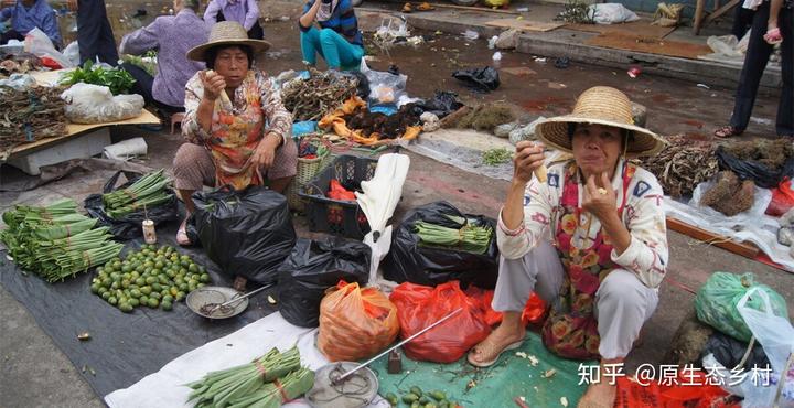 致富经种植苦瓜_种植苦瓜高产技术_苦瓜种植效益