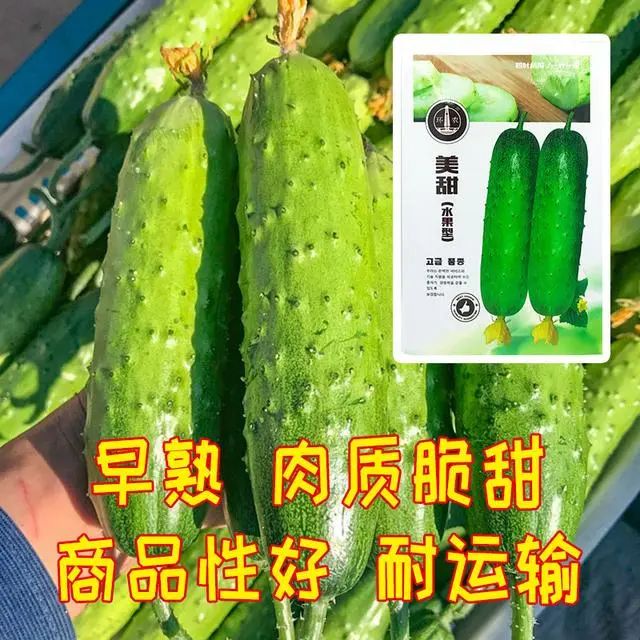 致富经种植水果黄瓜_水果黄瓜种植效益_致富黄瓜水果种植技术视频