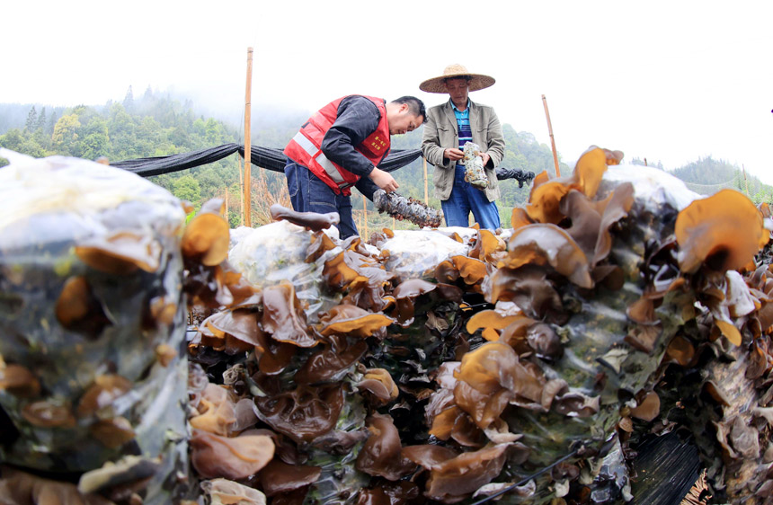 广西：小木耳铺就乡村振兴致富路