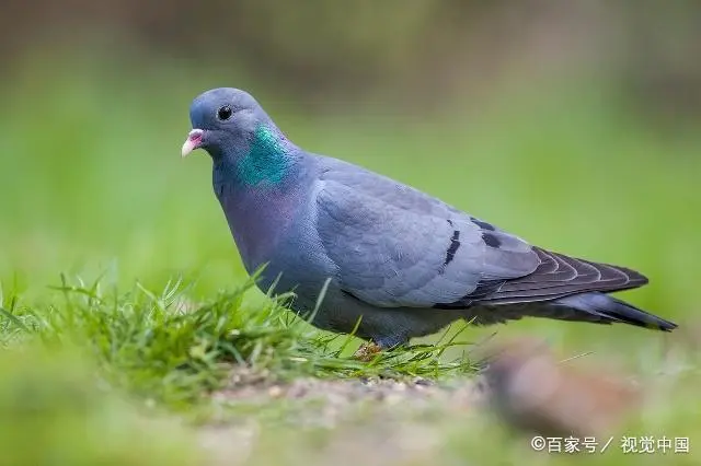 肉鸽养殖流程_养殖肉鸽的技术_肉鸽养殖技术1