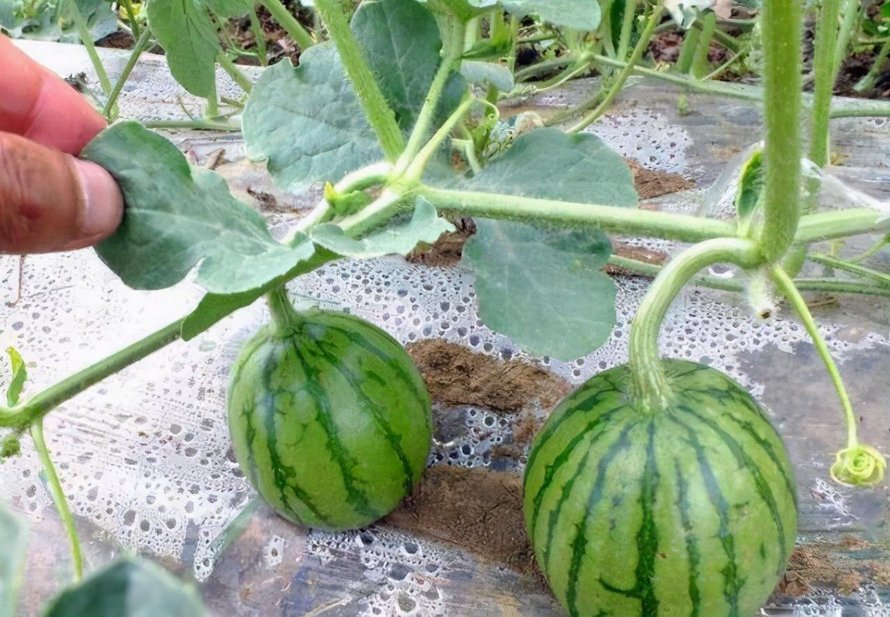 河北西瓜种植基地_河北露地西瓜种植技术_河北西瓜基地在哪