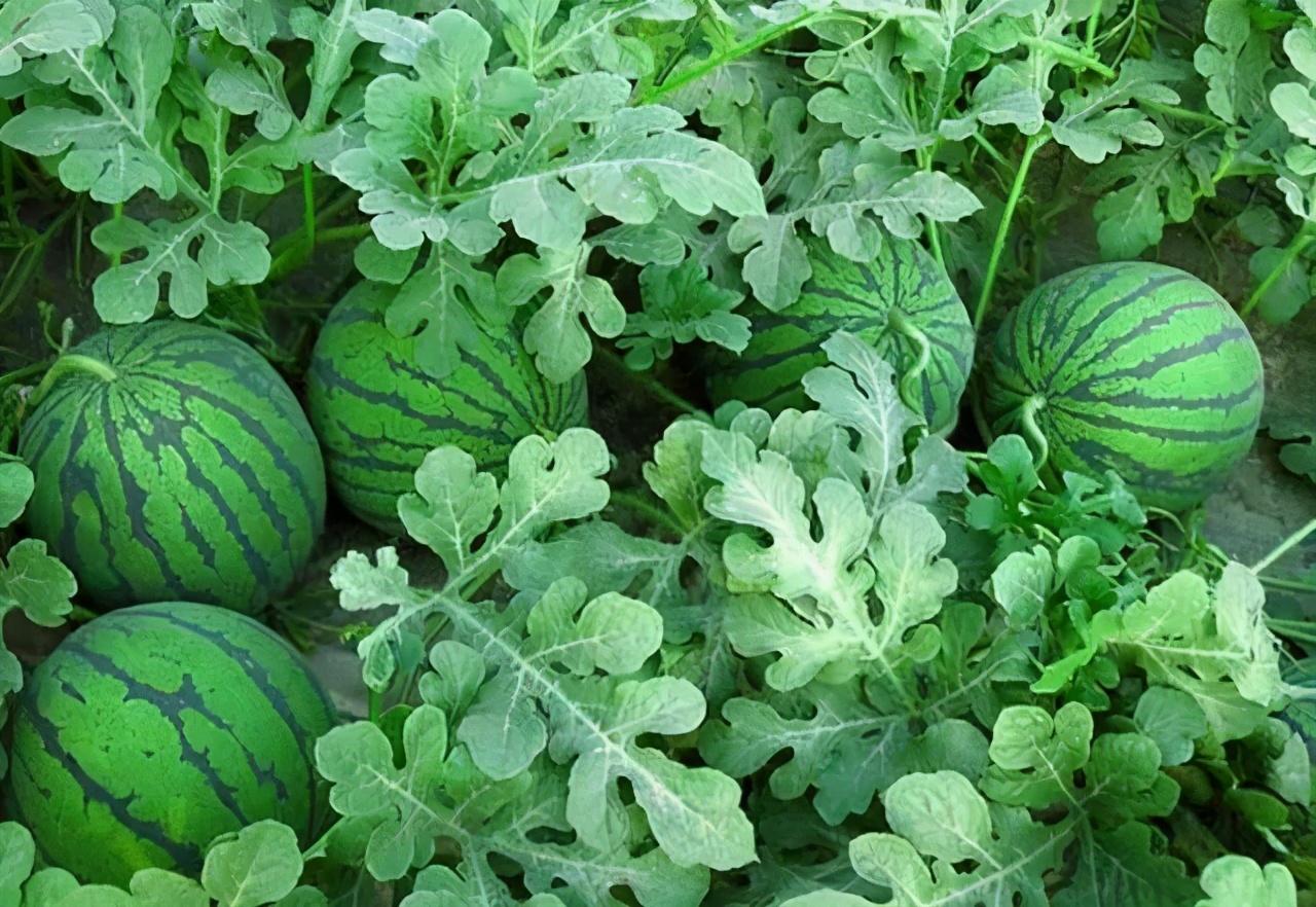 河北露地西瓜种植技术_河北西瓜基地在哪_河北西瓜种植基地