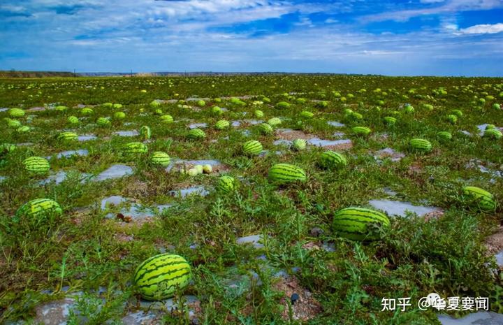 北京附近西瓜种植基地_致富经西瓜种植全视频_致富经种西瓜北京