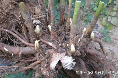 白术家庭种植技术_种植白术家庭技术视频_白术种植条件和技术