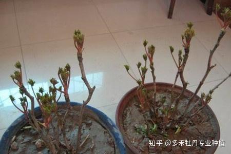 种植白术家庭技术视频_白术家庭种植技术_白术种植条件和技术